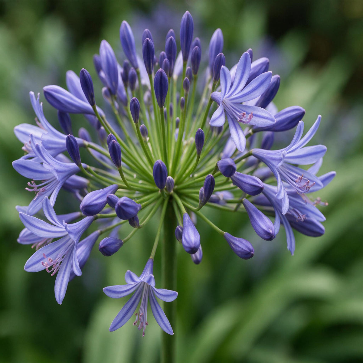 A close-up of a blue agatebalm flower bloom with pale blue-purple star-shaped blossoms and green stems against a blurred green garden background.
